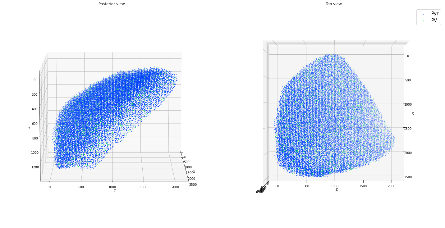 _images/tutorial_cell_placement_18_1.png